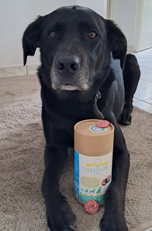 Digestion Dog