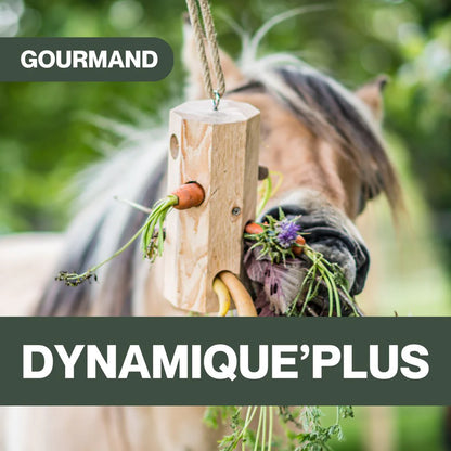 Dynamique’Plus