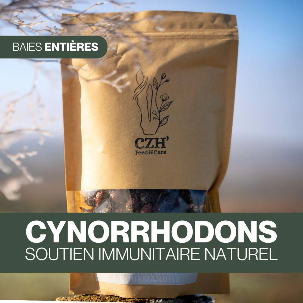 Cynorrhodons